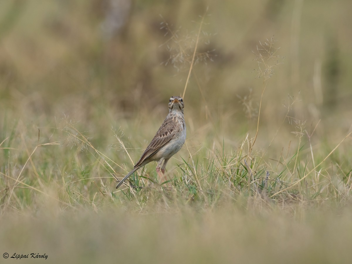 African Pipit - ML609824301