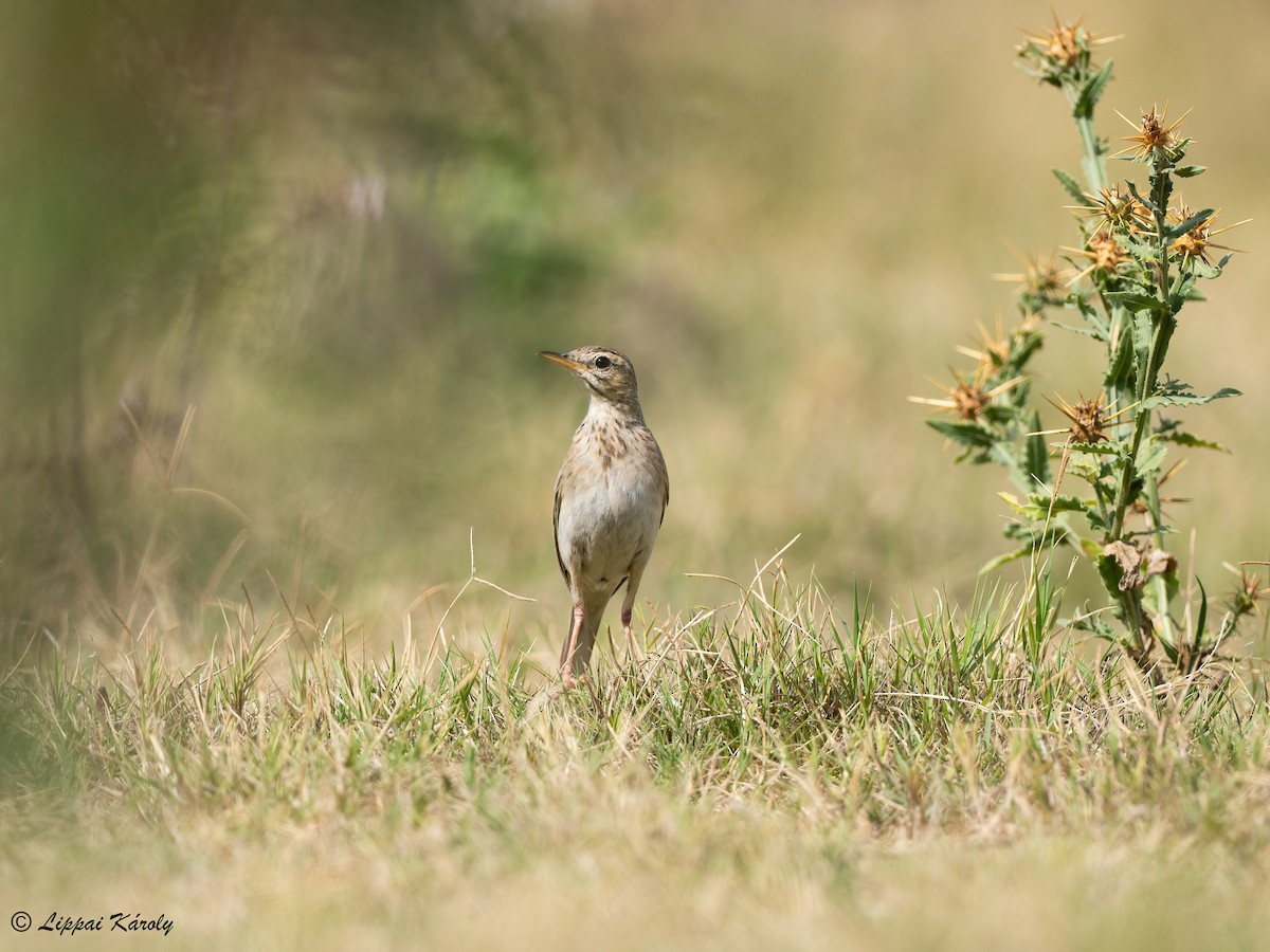 African Pipit - ML609824302