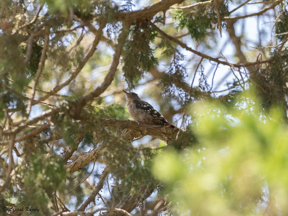 Arabian Woodpecker - ML609824352