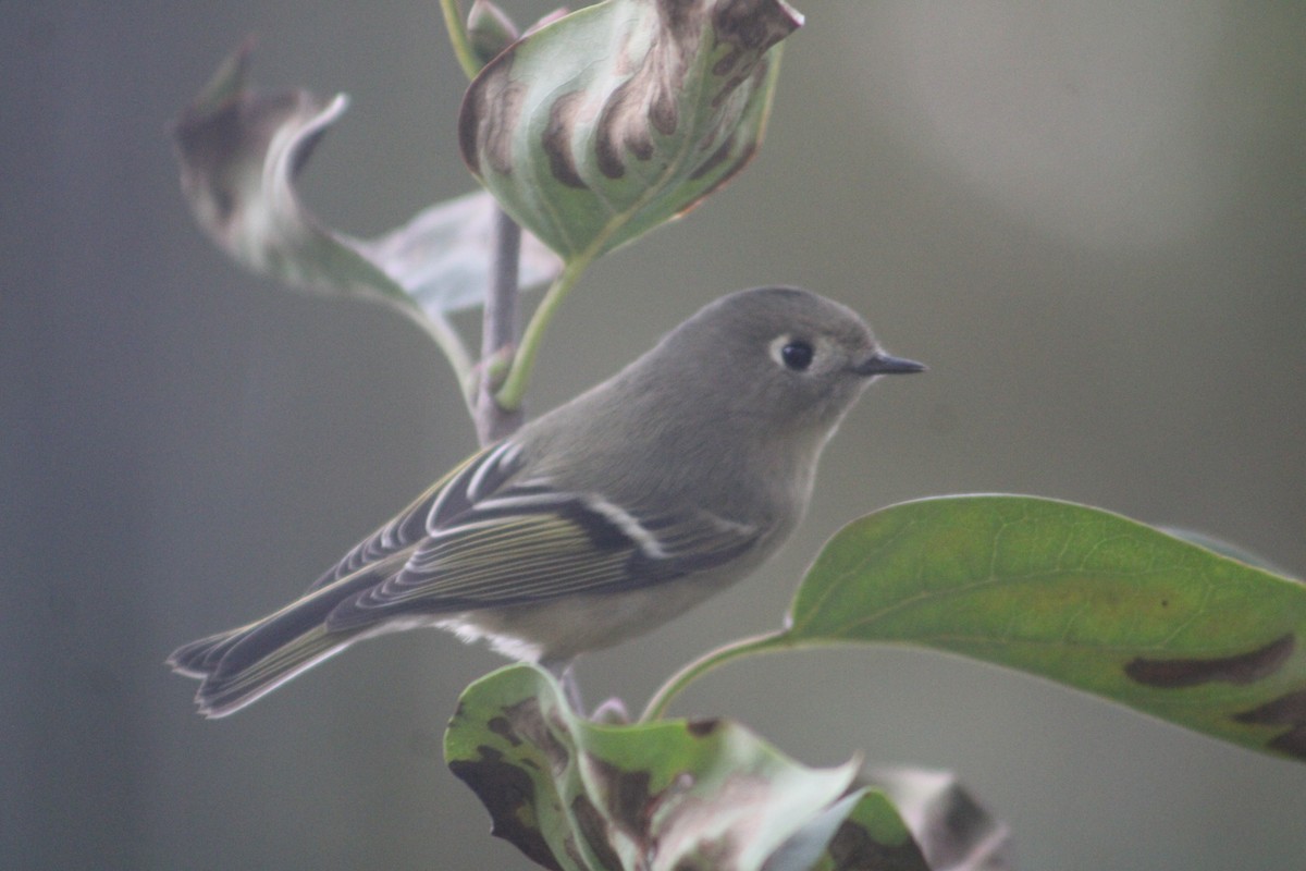 Ruby-crowned Kinglet - ML609824357