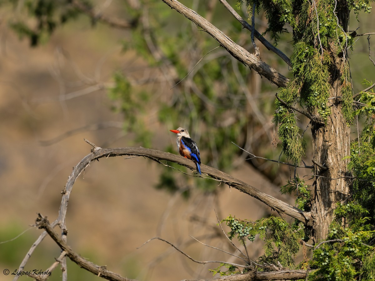 Gray-headed Kingfisher - ML609824496