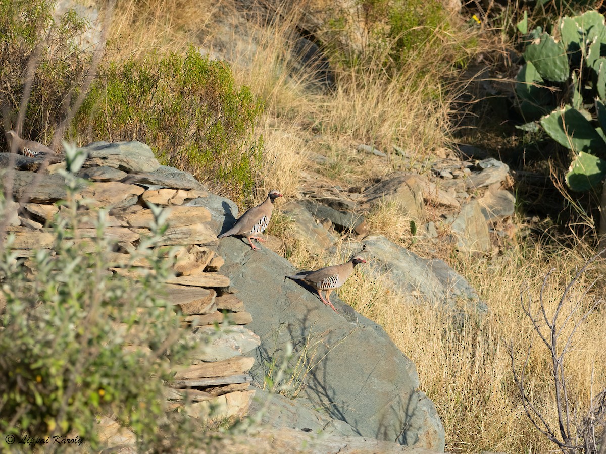 Philby's Partridge - Károly Lippai