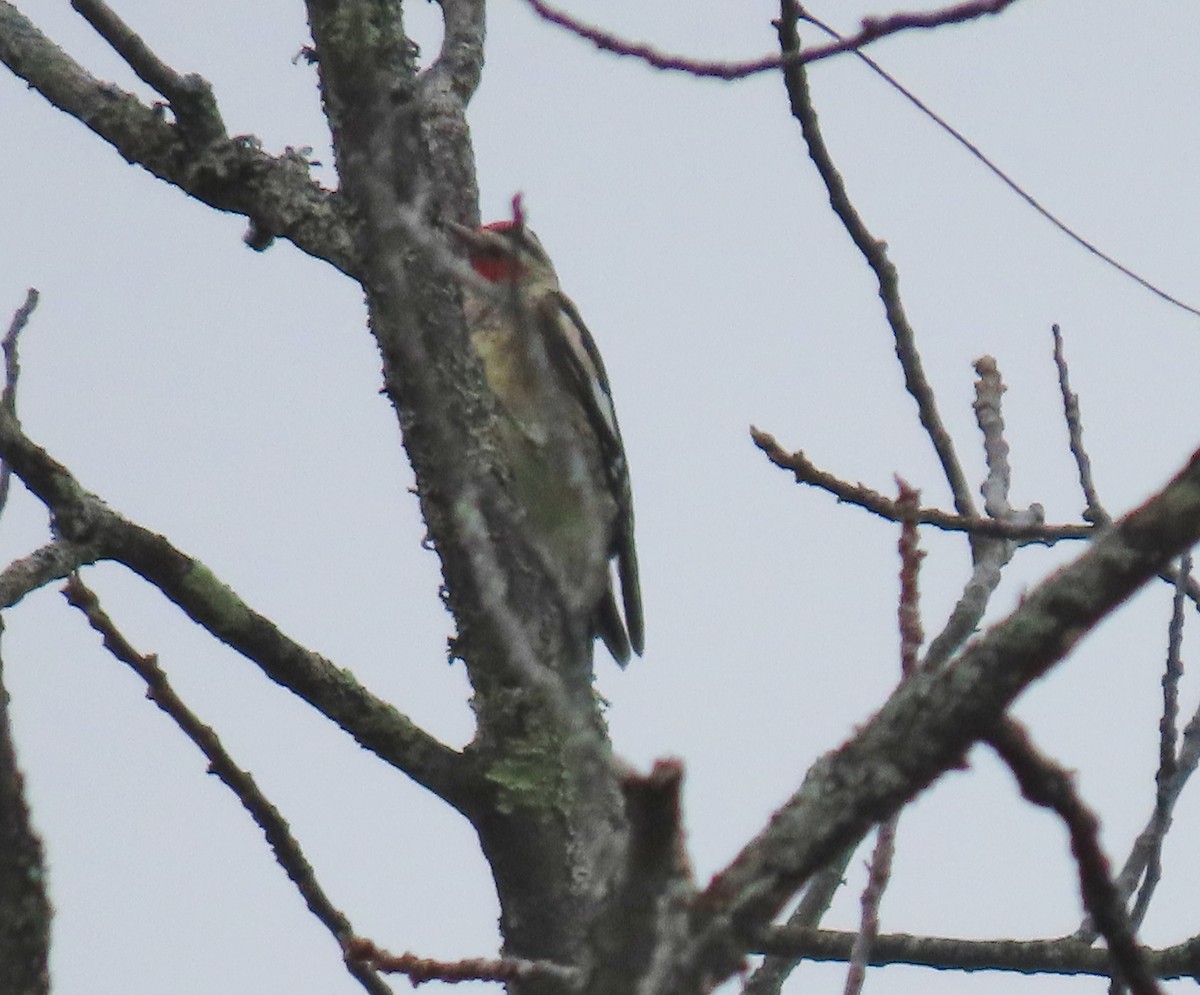 Yellow-bellied Sapsucker - ML609824643