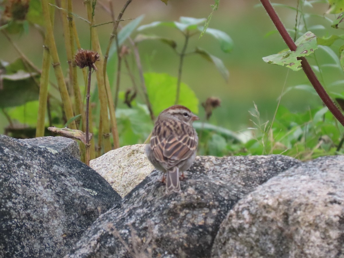 Chipping Sparrow - ML609824663