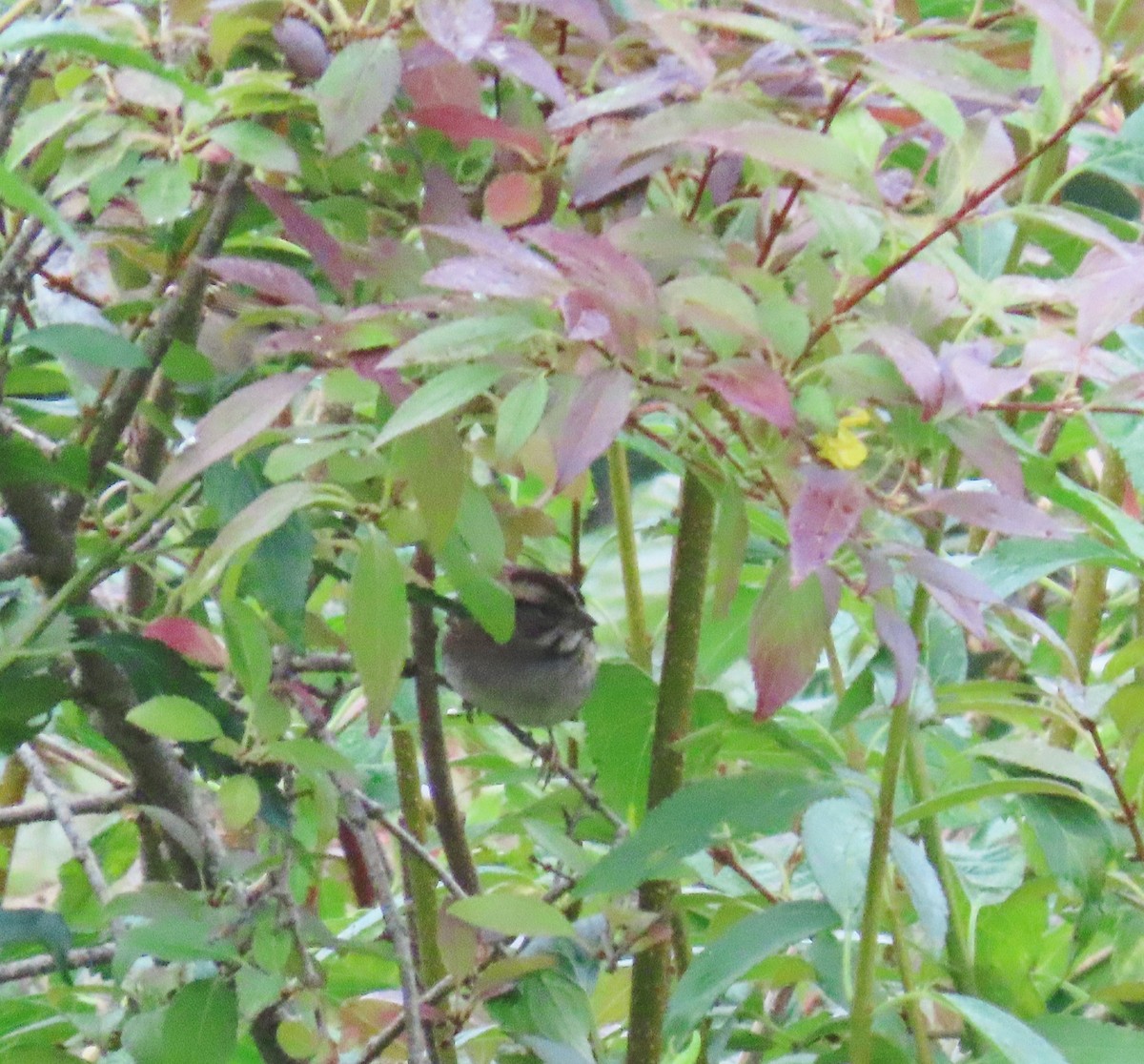 White-throated Sparrow - ML609824665