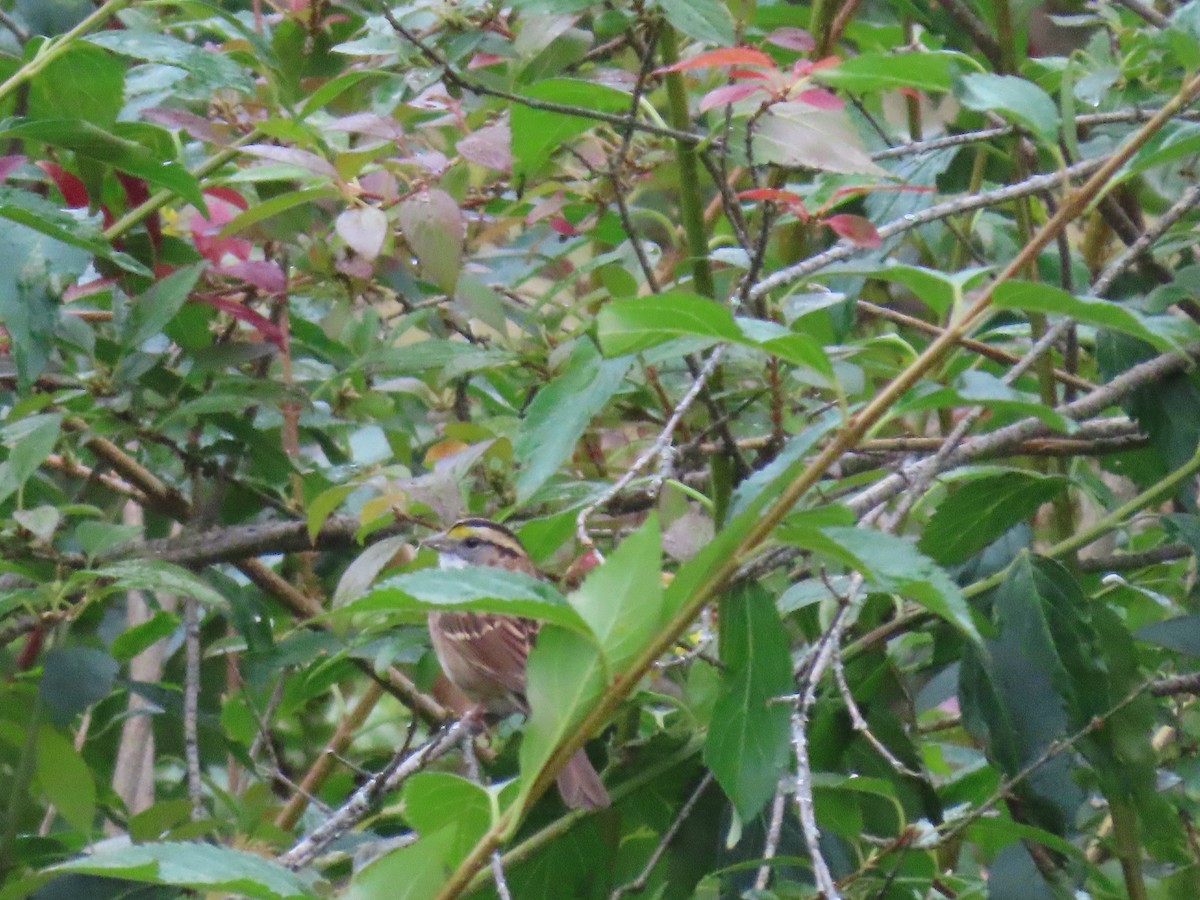 White-throated Sparrow - ML609824666