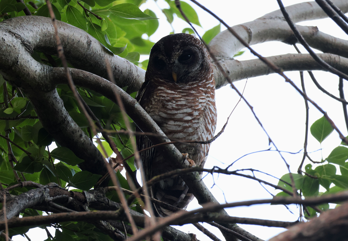 African Wood-Owl - ML609824694