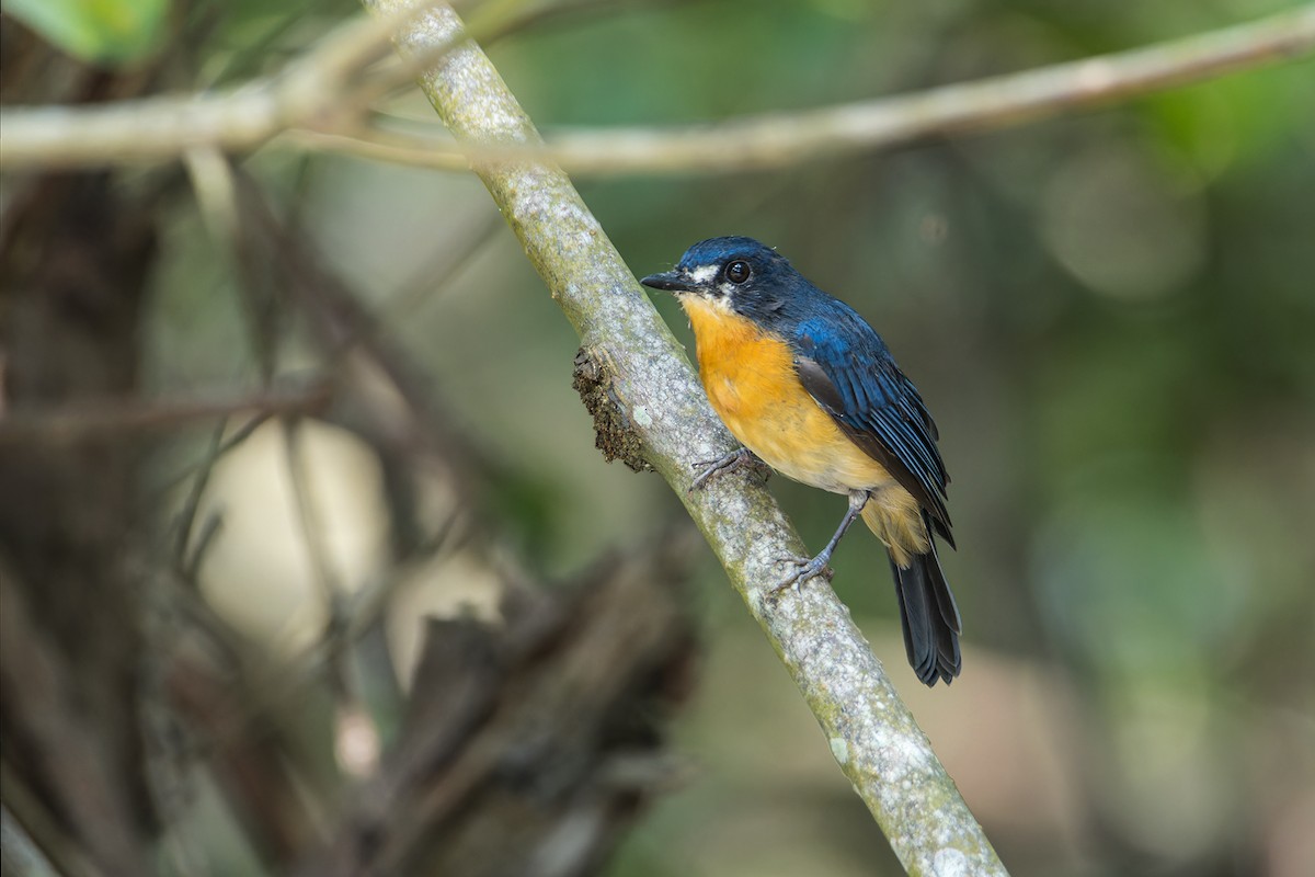 Mangrove Blue Flycatcher (Mangrove) - Wich’yanan Limparungpatthanakij