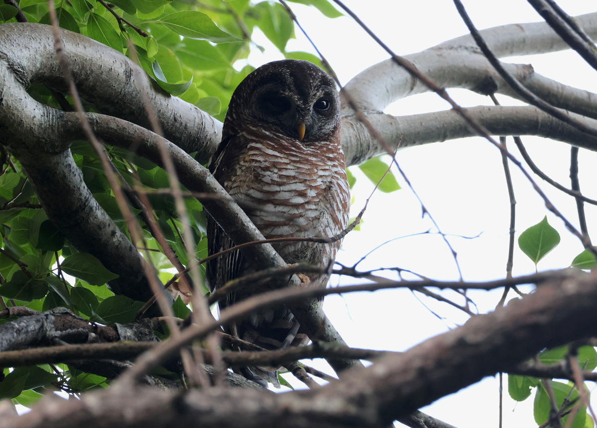 African Wood-Owl - Zoë Lunau