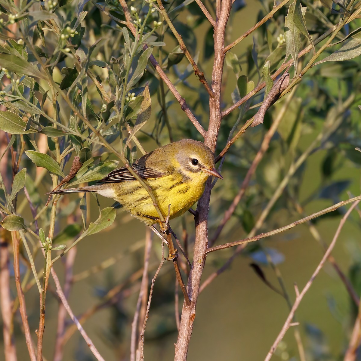 Prairie Warbler - ML609824770