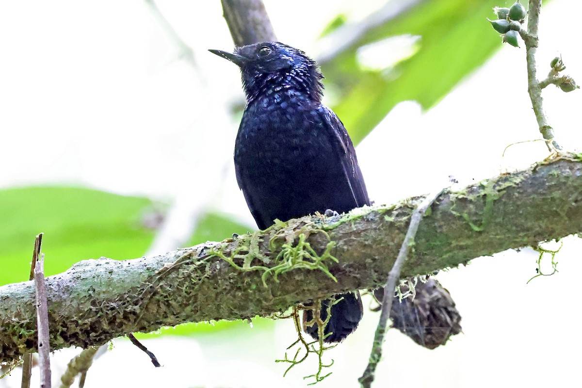 Lamprolie de Vanua Levu - ML609824796