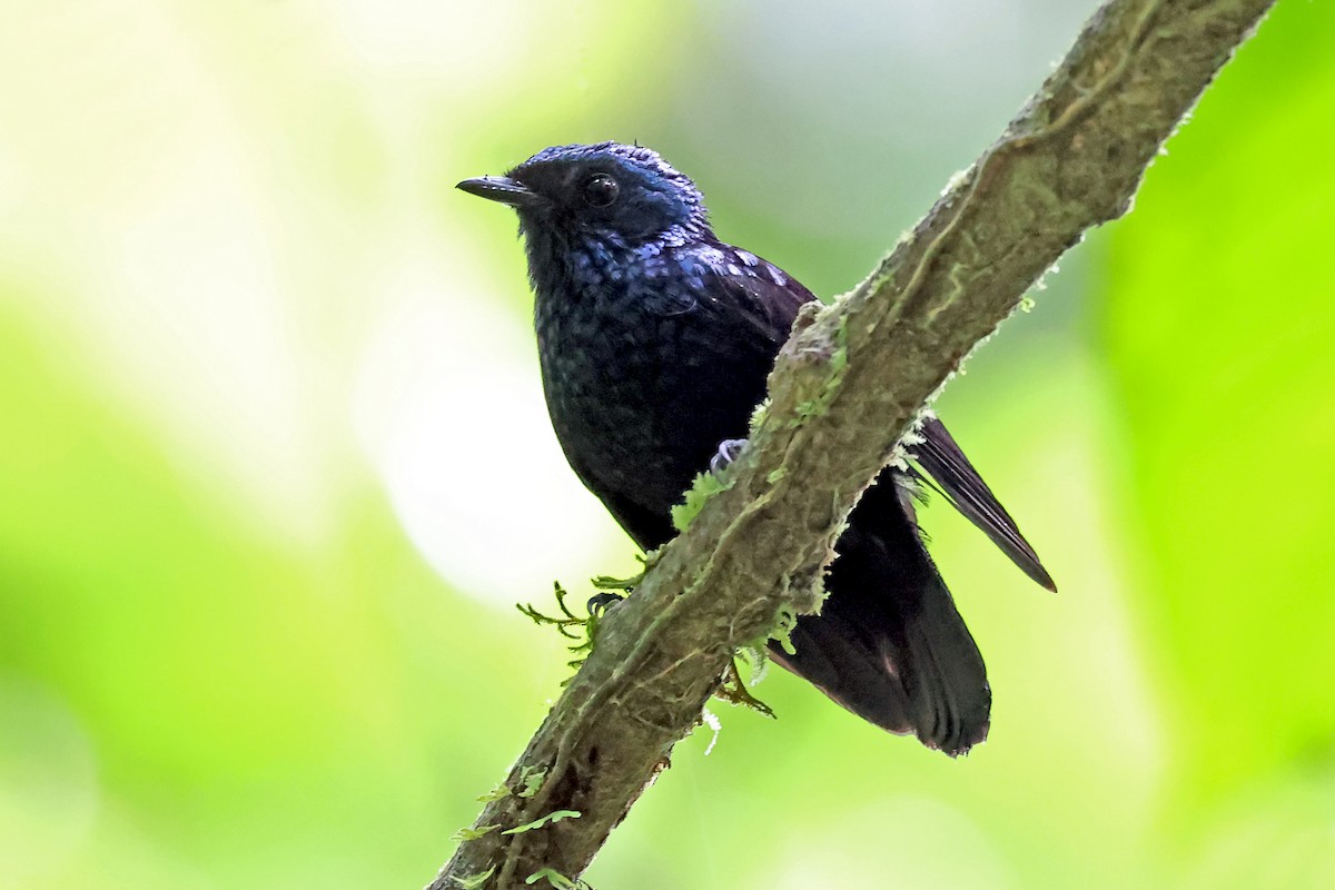 Natewa Silktail - Phillip Edwards