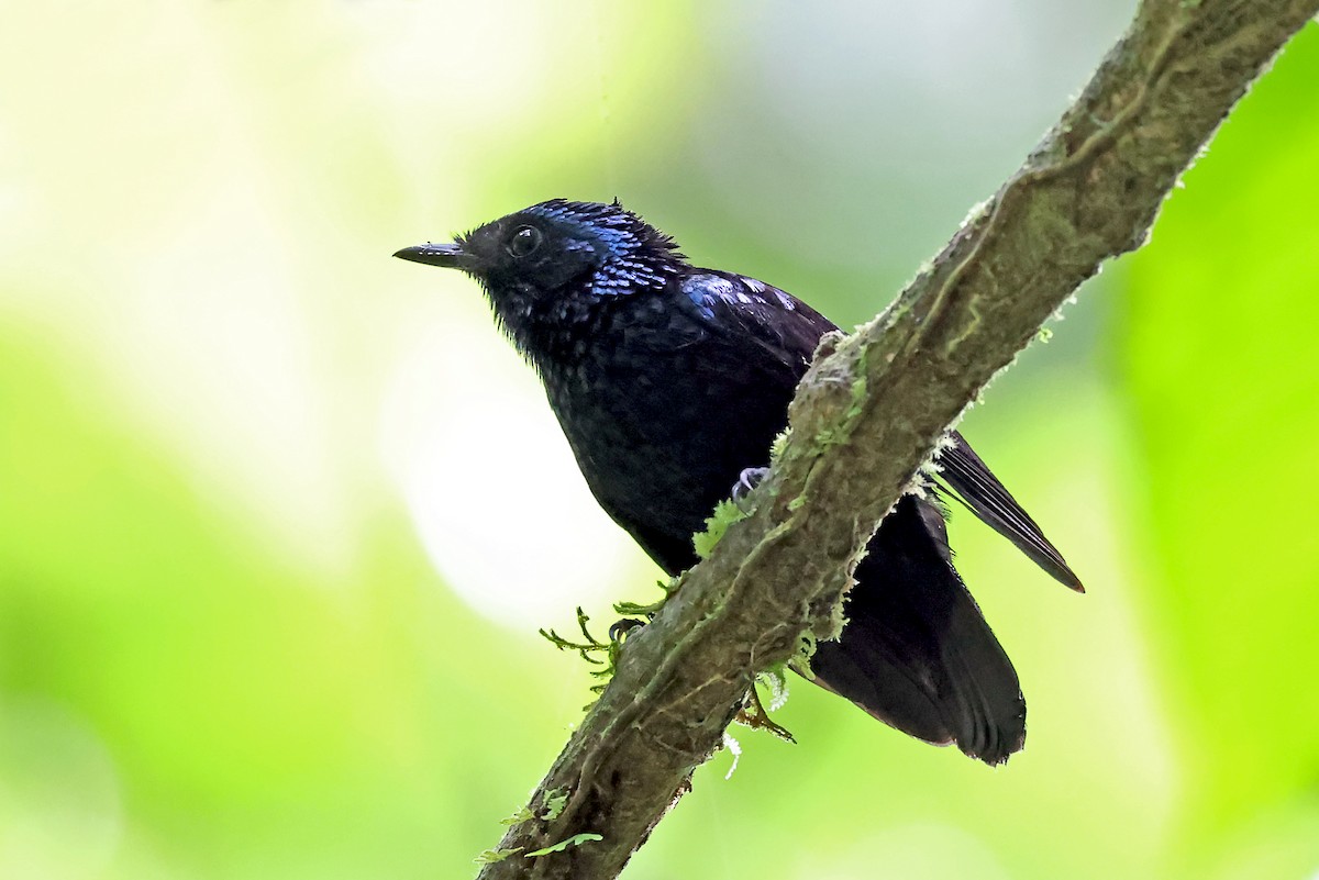 Lamprolie de Vanua Levu - ML609824798