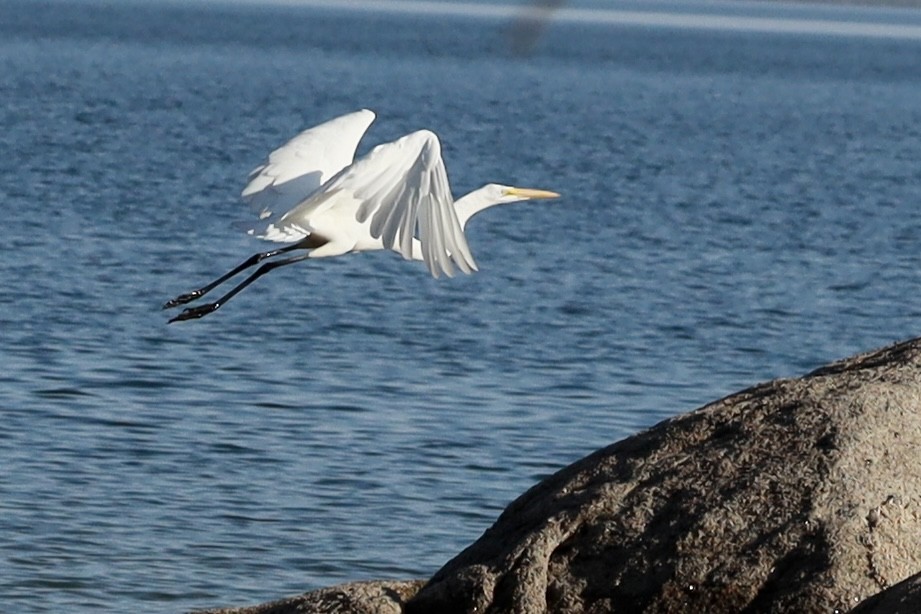 Great Egret - ML609824835