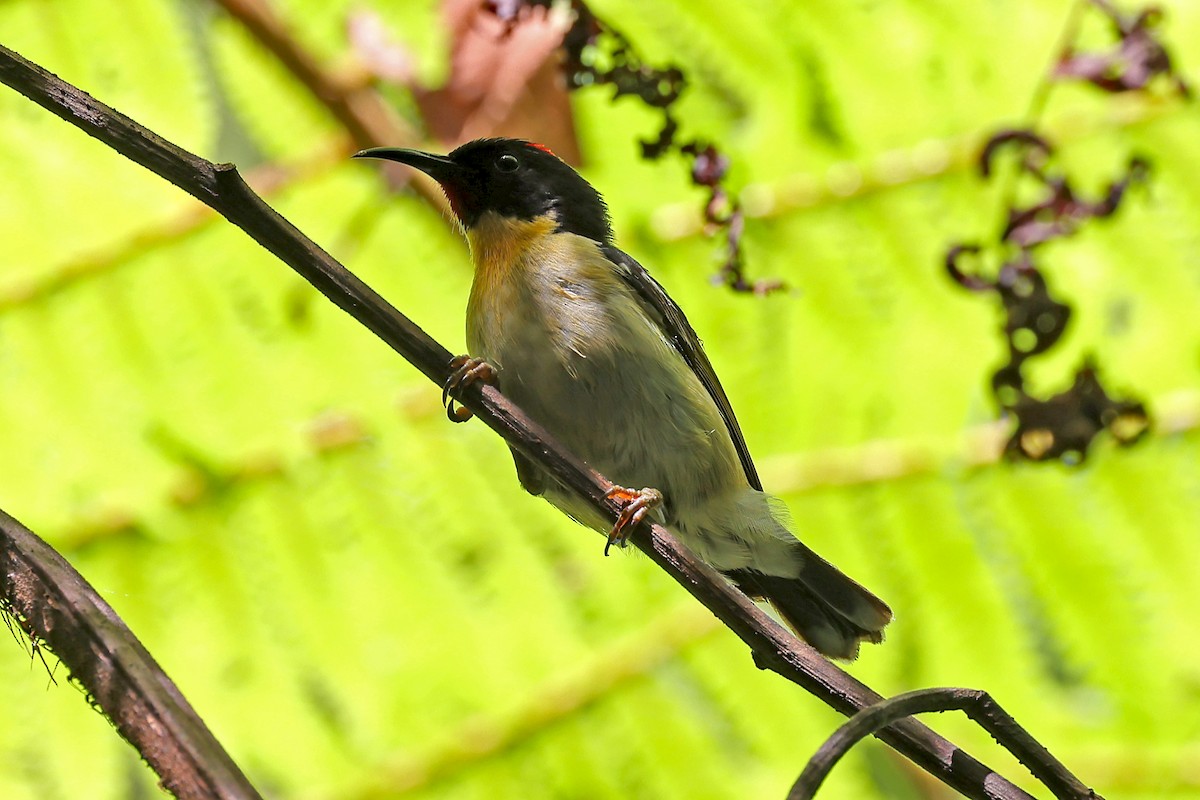 Orange-breasted Myzomela - ML609824838