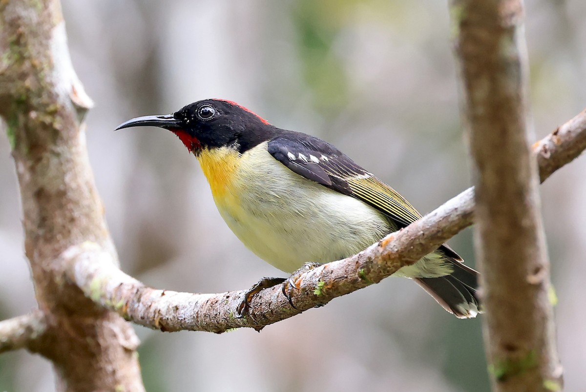 Orange-breasted Myzomela - Phillip Edwards