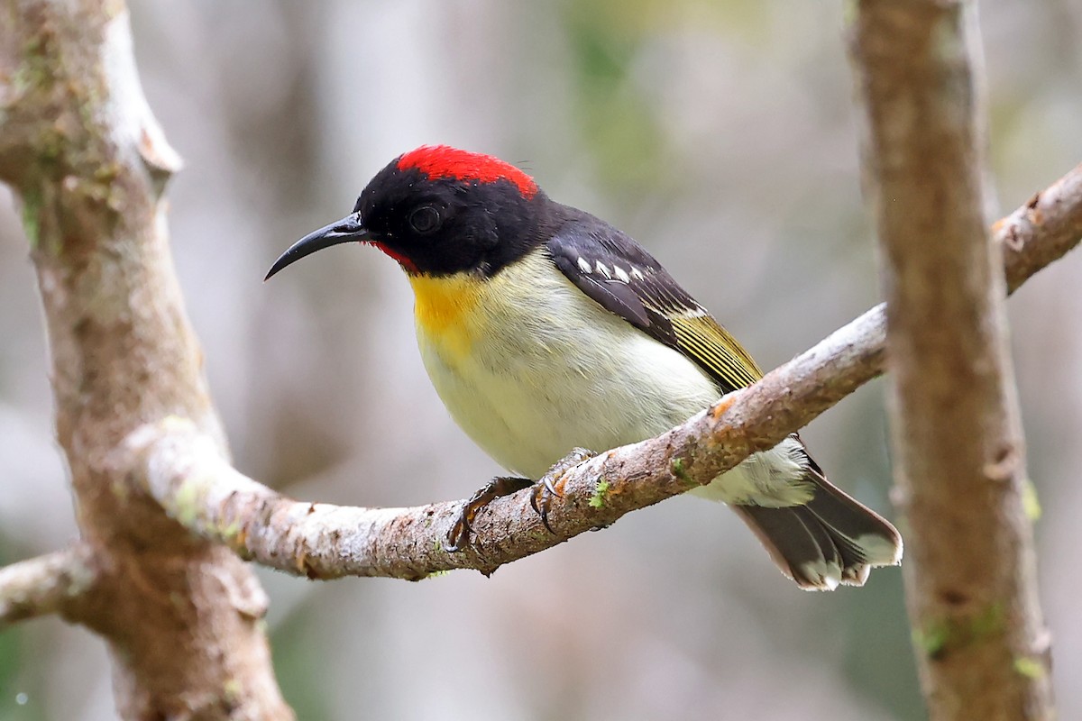 Orange-breasted Myzomela - ML609824844