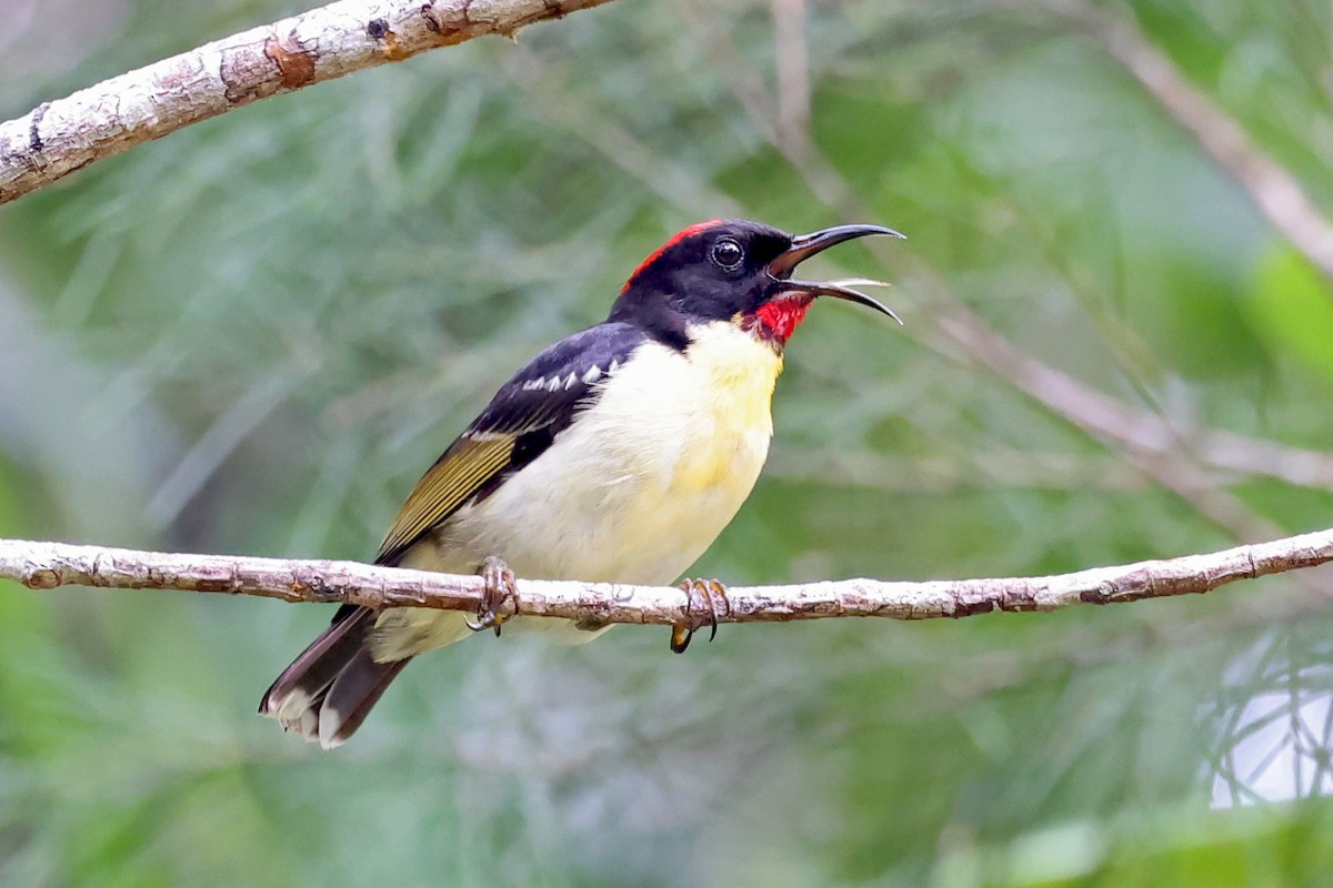 Orange-breasted Myzomela - Phillip Edwards