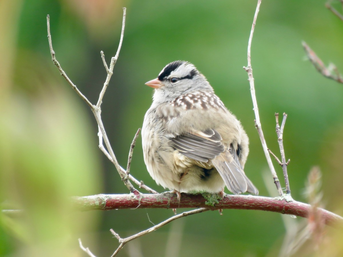 White-crowned Sparrow - Barry  Coombs