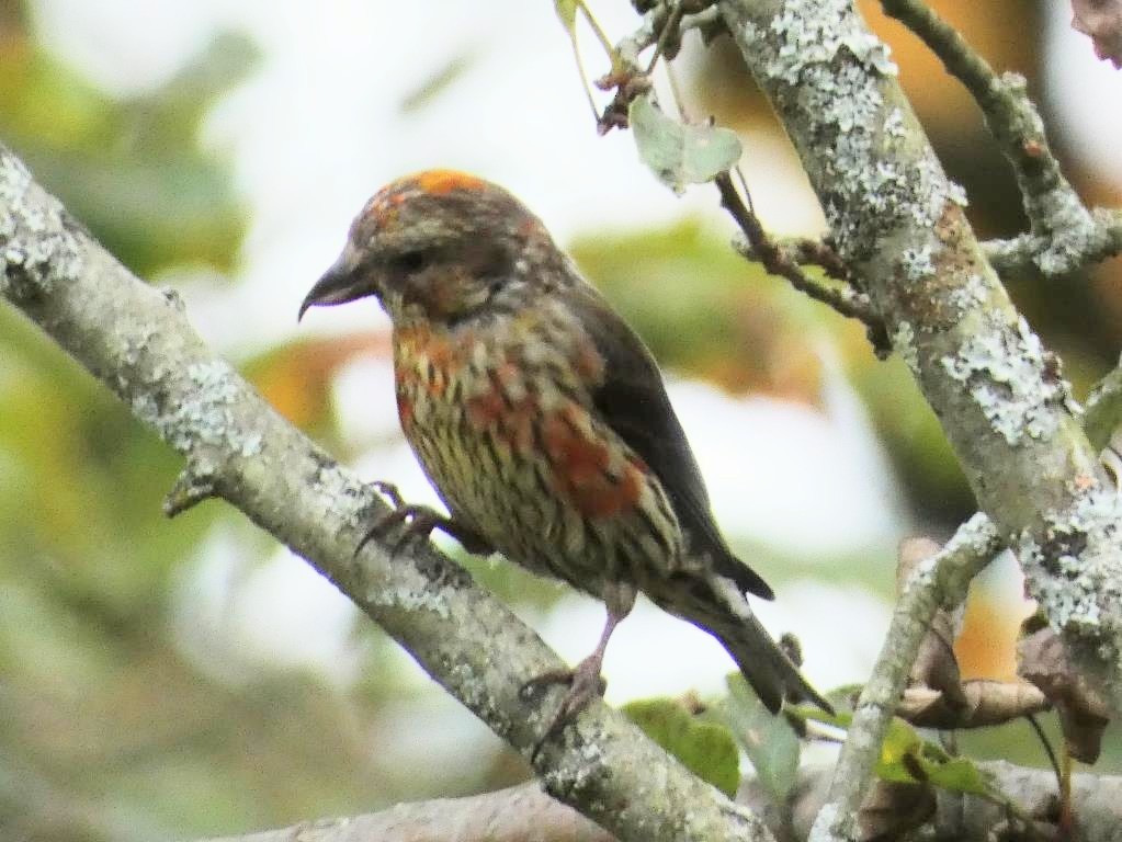 Red Crossbill - John Gustafson