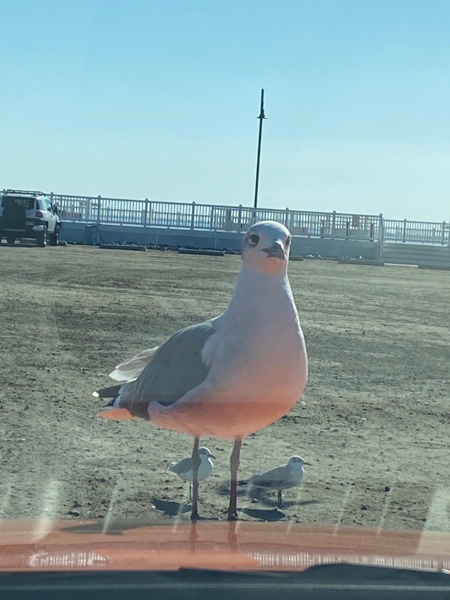 Laughing Gull - ML609825221