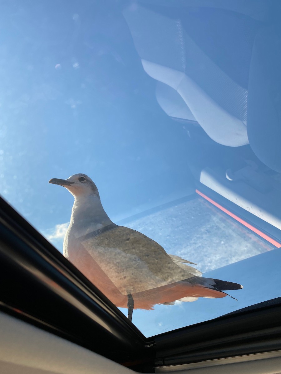 Laughing Gull - ML609825223