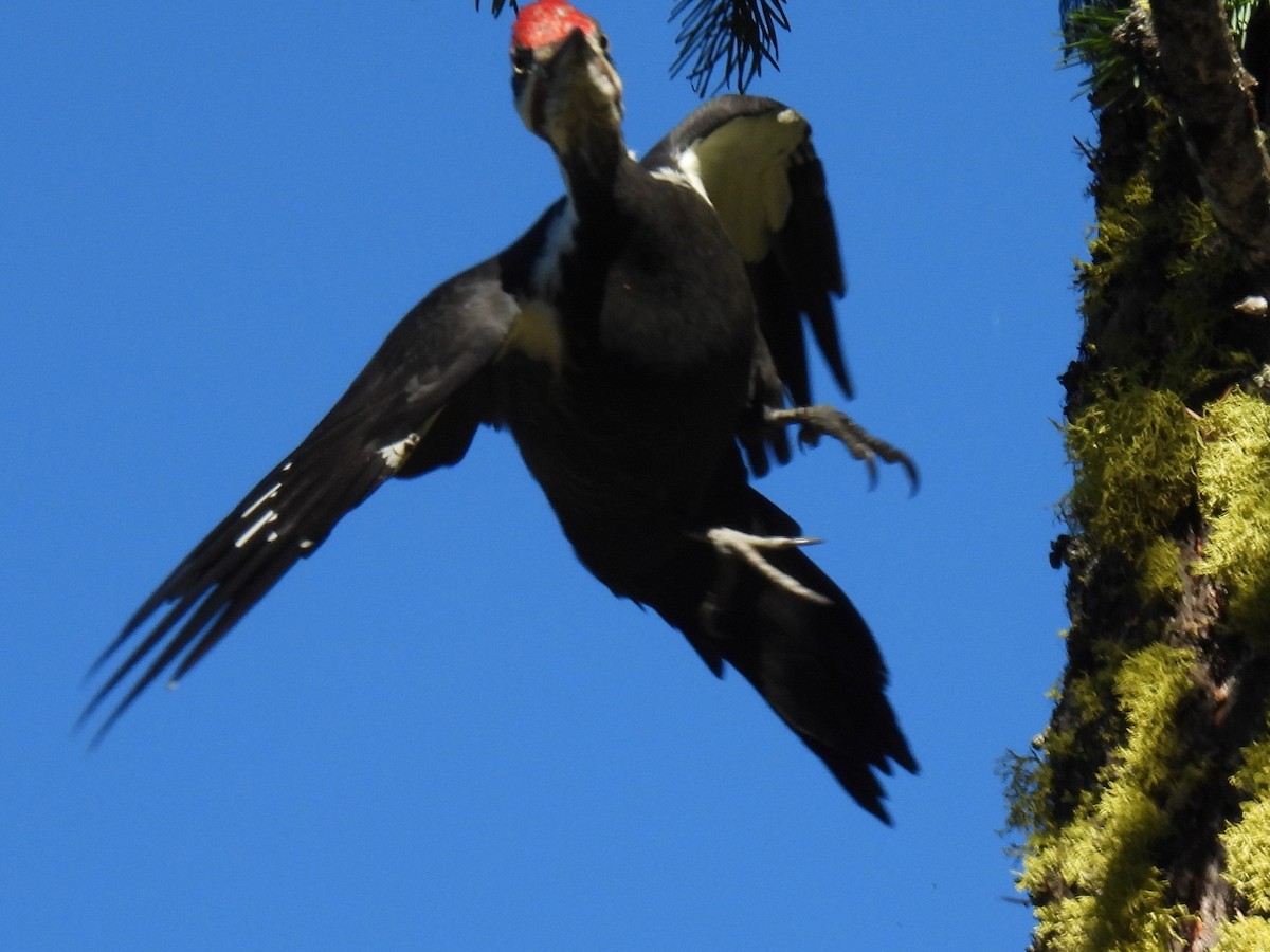 Pileated Woodpecker - ML609825317
