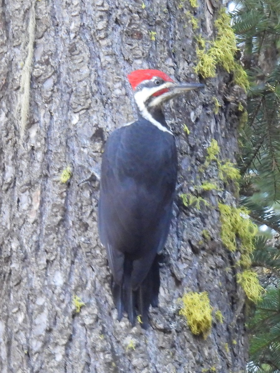 Pileated Woodpecker - ML609825318