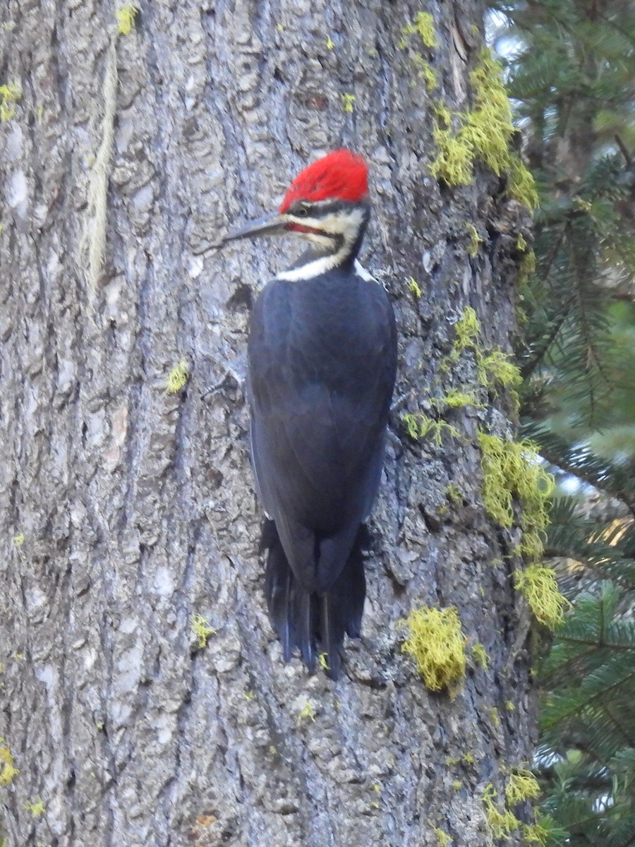 Pileated Woodpecker - ML609825319