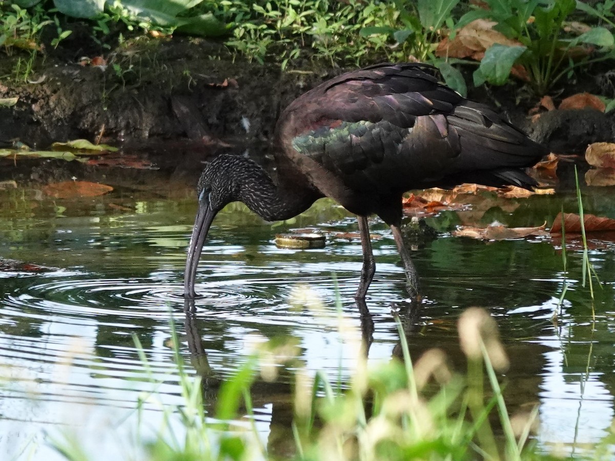 ibis hnědý - ML609825342