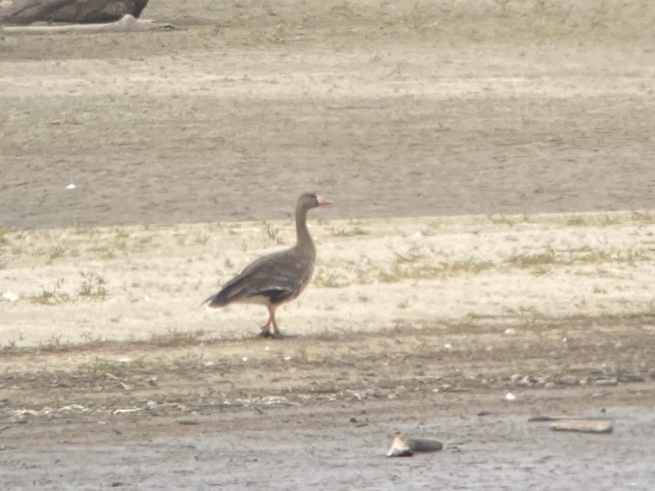 Greater White-fronted Goose - ML609825472