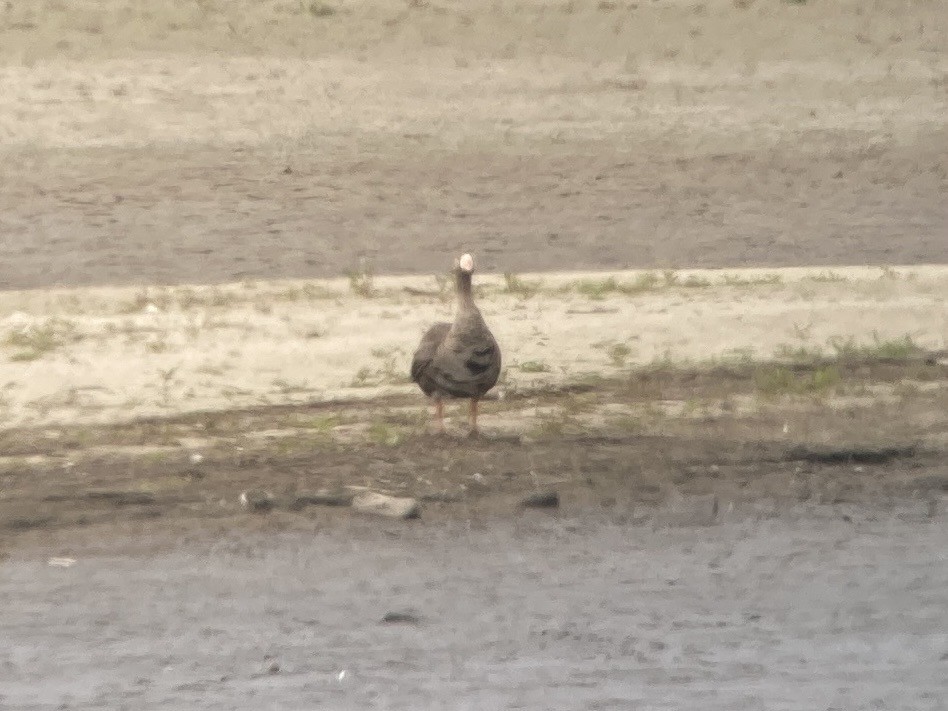 Greater White-fronted Goose - ML609825473