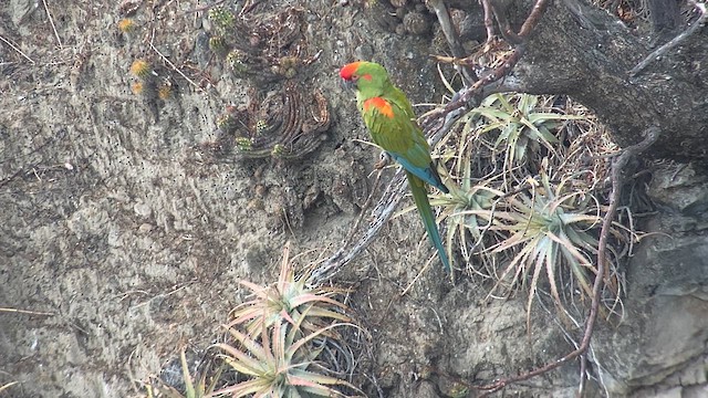 Red-fronted Macaw - ML609825482