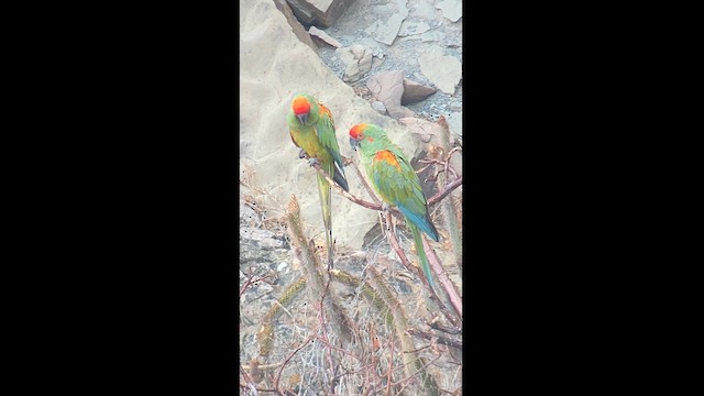 Red-fronted Macaw - ML609825483