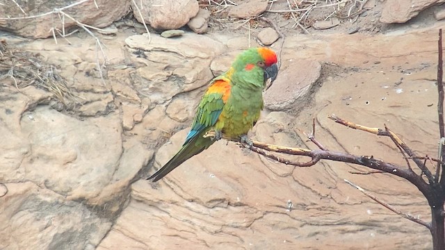 Red-fronted Macaw - ML609825484