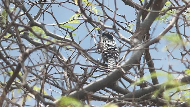 Batará Gigante - ML609825622