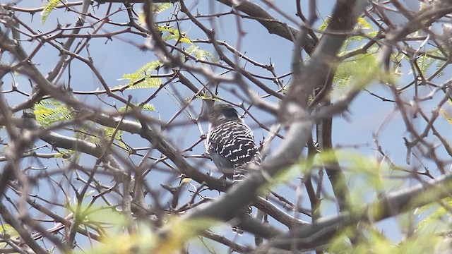 Batará Gigante - ML609825624