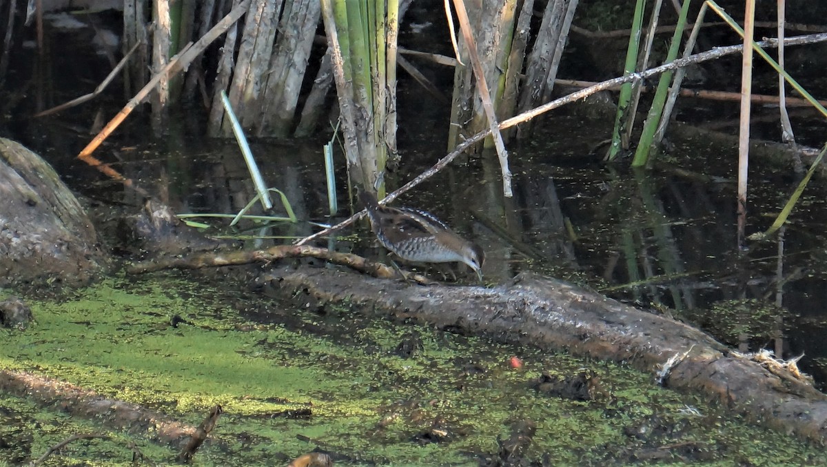 Little Crake - David Guillén García