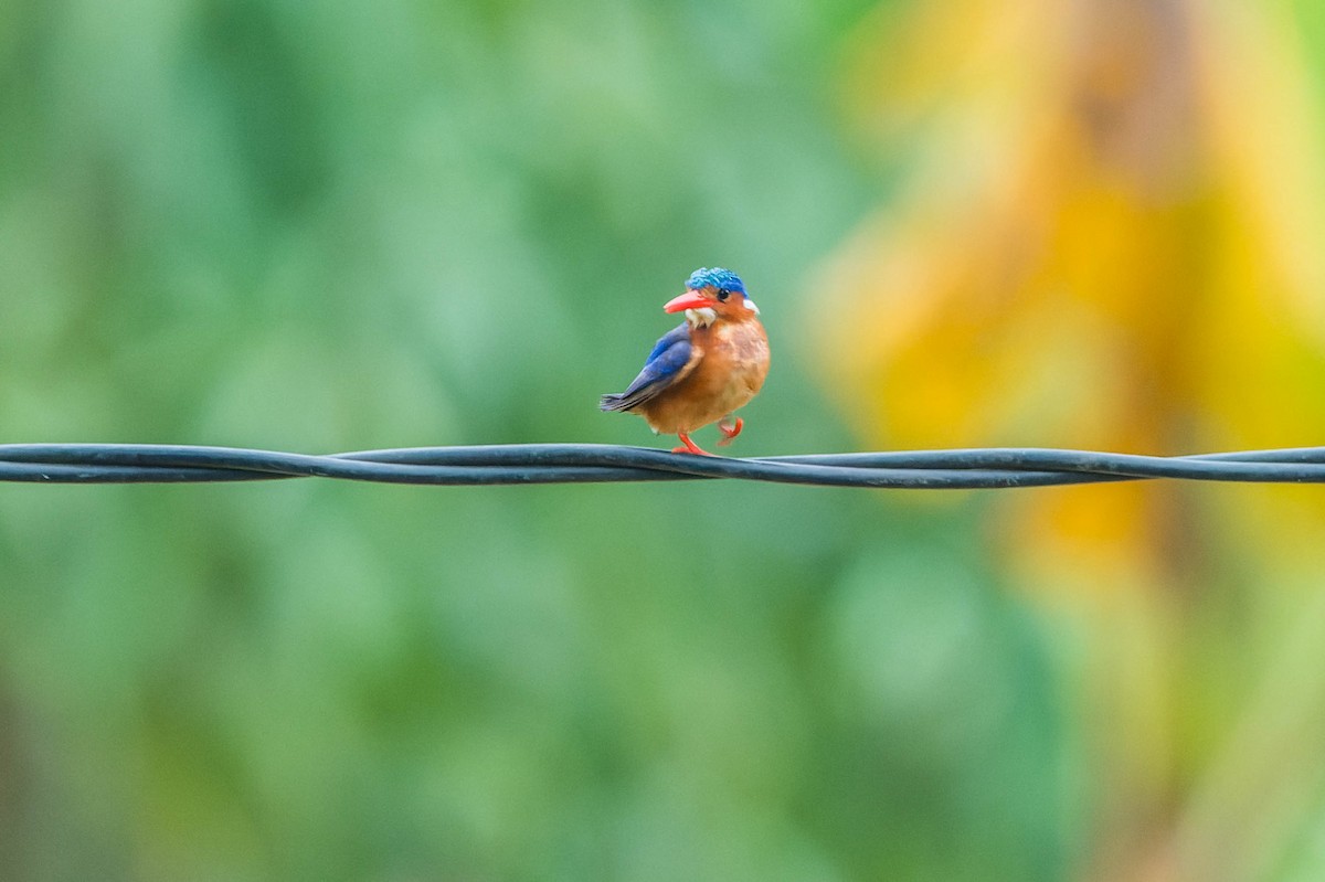 Malachite Kingfisher - ML609825818