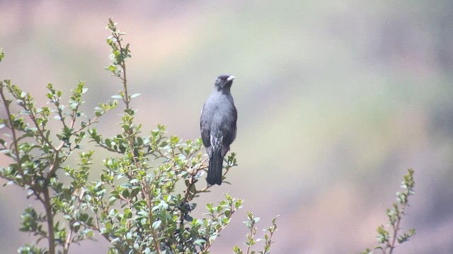 Cotinga Crestirrojo - ML609825911