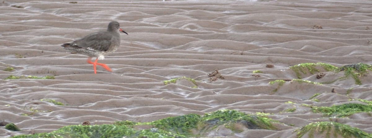 Common Redshank - ML609825990