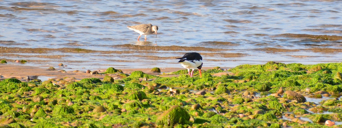 Common Redshank - ML609825993