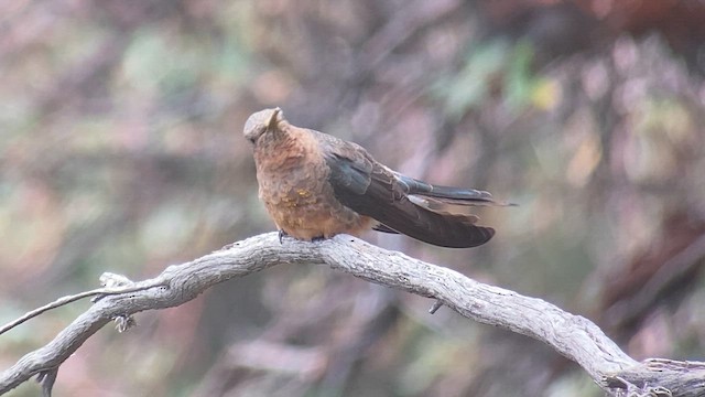 Giant Hummingbird - ML609826001