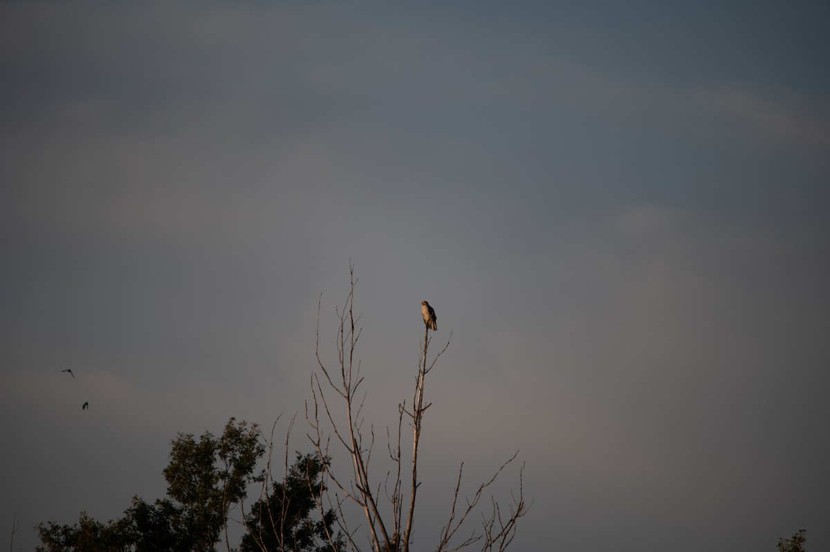 Broad-winged Hawk - William Pixler