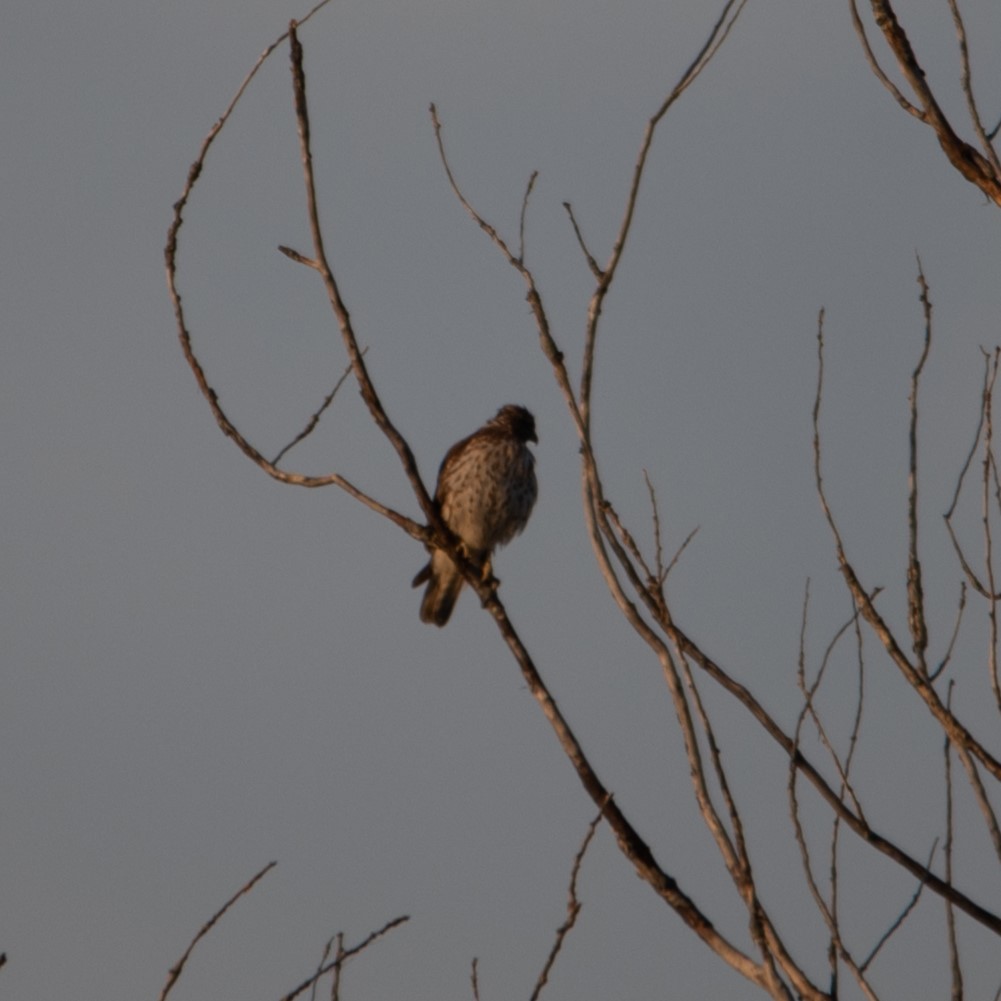 Red-shouldered Hawk - William Pixler