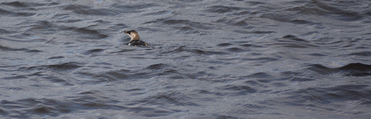 Razorbill - Steve Gilchrist