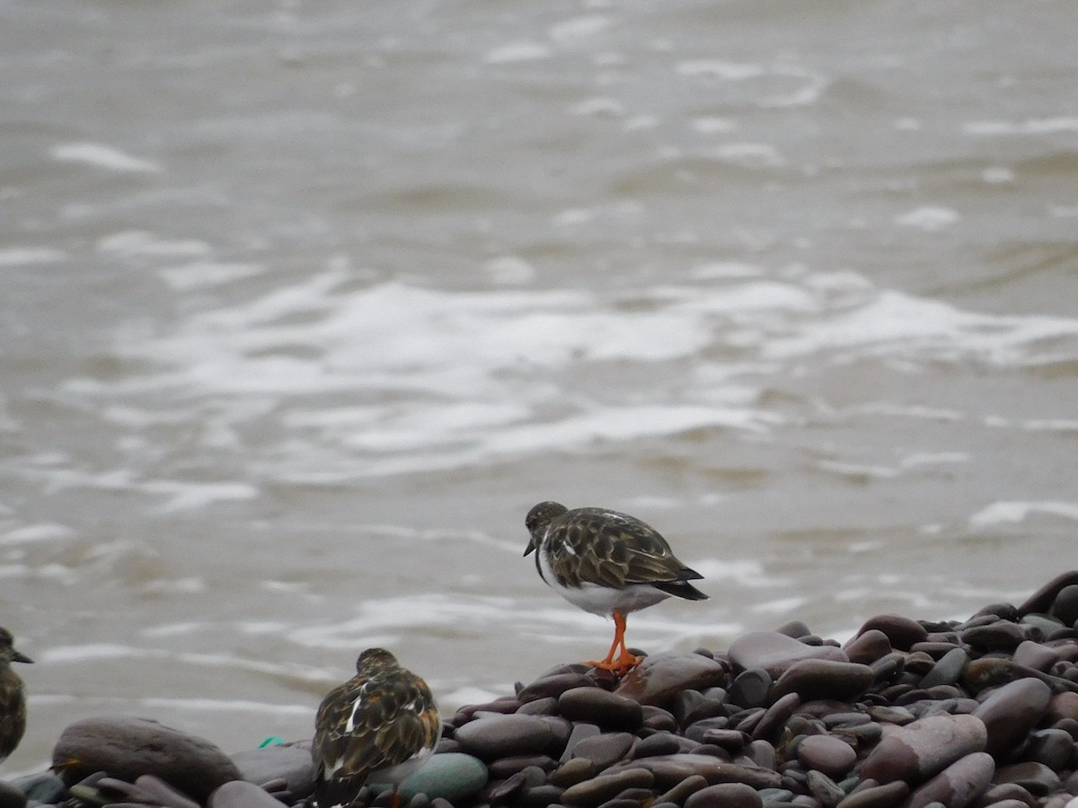 Ruddy Turnstone - Raquel Johnson