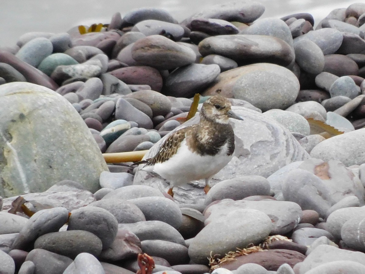 Ruddy Turnstone - Raquel Johnson