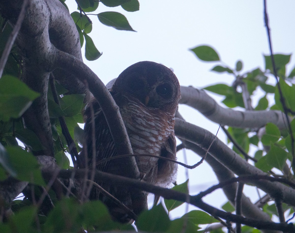 African Wood-Owl - ML609826062