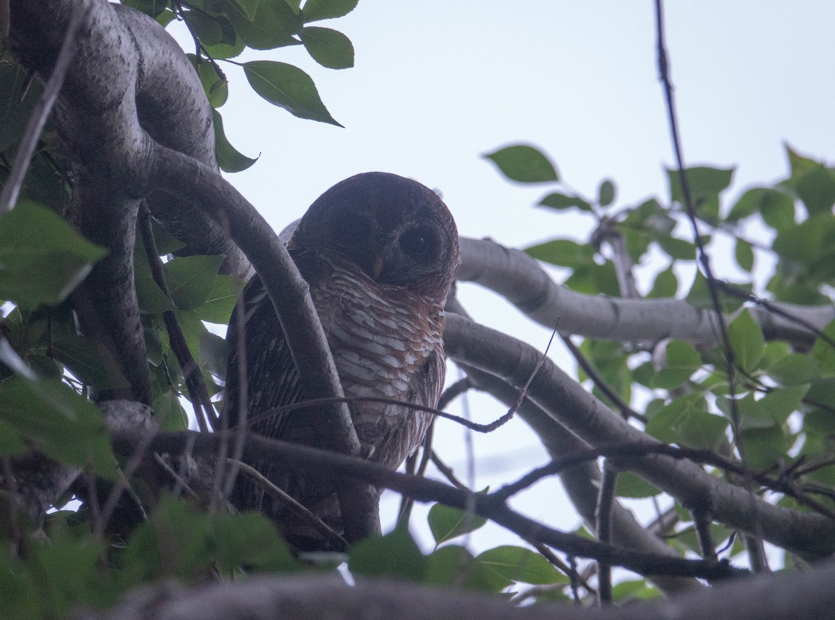 African Wood-Owl - ML609826067